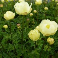 Купальница Trollius Cheddar
